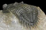 Metacanthina Trilobite - Morocco #171480-5